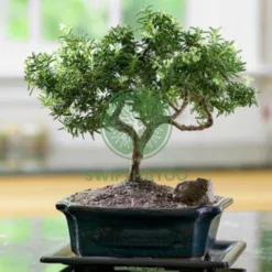 Rosemary Table Bonsai in Montana